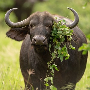 Cape Buffalo Fashionista, Wildlife Photography, Animal Photo Print, Nature Wall Art, Signed Art Print