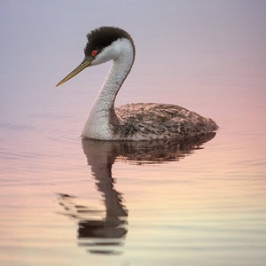 Western Grebe, Wildlife Photography, Bird Animal Photo Print, Nature Wall Art, Signed Art Print