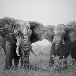 African Bull Elephant Pair, Wildlife Photography, Animal Photo Print, Nature Wall Art, Signed Art Print