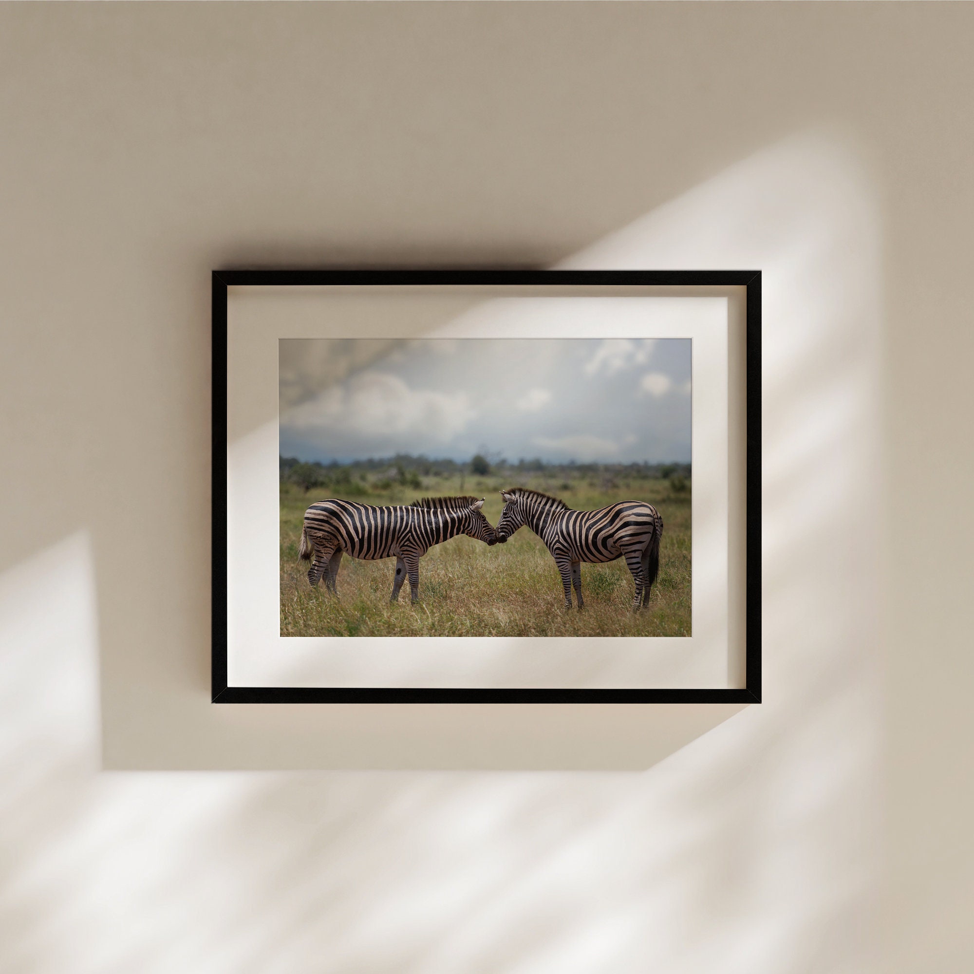 Zebra Kiss, Wildlife Photography, Animal Photo Print, Nature Wall