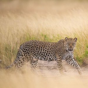 Leopard in the Grass, Wildlife Photography, Animal Photo Print, Nature Wall Art, Signed Art Print