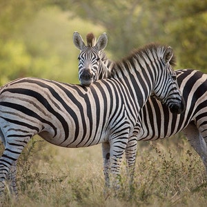 Zebra Hug, Wildlife Photography, Animal Photo Print, Nature Wall Art, Signed Art Print