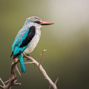 Woodland Kingfisher, Wildlife Photography, Animal Photo Print, Nature Wall Art, Signed Art Print
