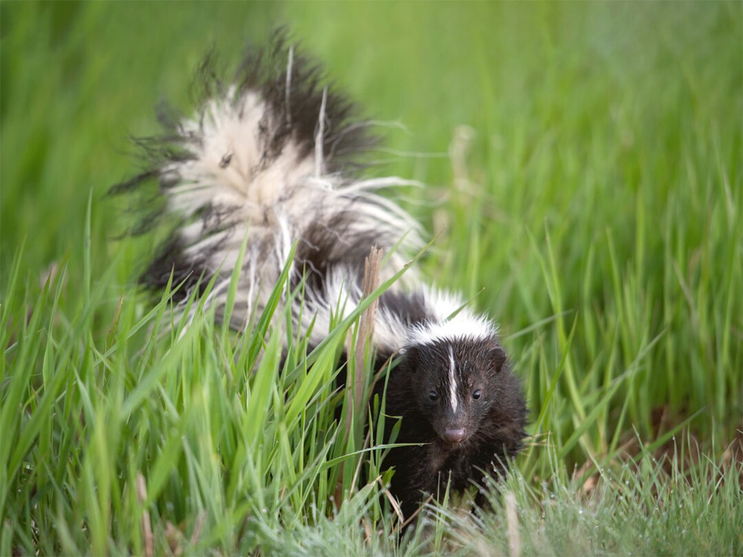 Spring Skunk Spring Skunk, Wildlife Photography, White Tail Animal Photo Print ...