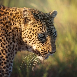 Sunset Leopard, Wildlife Photography, Animal Photo Print, Nature Wall Art, Signed Art Print