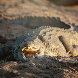 Nile Crocodile, Wildlife Photography, Animal Photo Print, Nature Wall Art, Signed Art Print