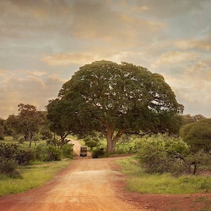 African Safari Road with Tree, Landscape Photography, Nature Photo Print, Nature Wall Art, Signed Art Print