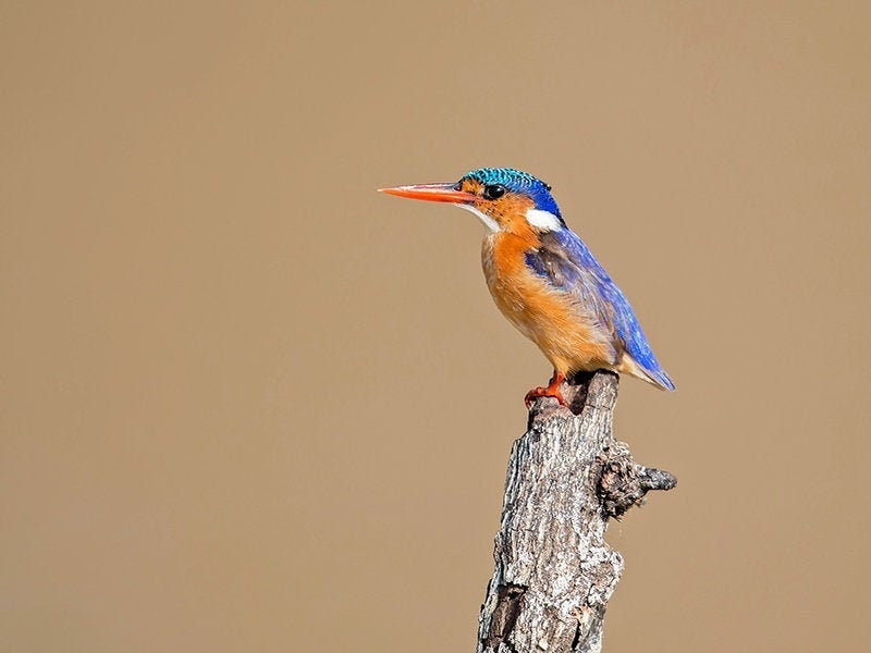 スワロフスキー カワセミ 貴重な廃盤Malachite Kingfishers スワロフスキー カワセミ 貴重な廃盤Malachite Kingfishers Malachite