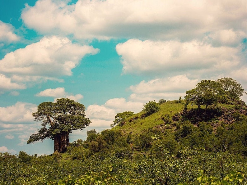Nature Wall Art Tree Nature Photo Print Landscape Photography Lauren Pretorius Photography African Baobab Tree 343