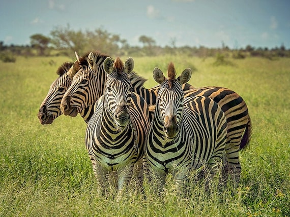 Group of Zebras, Wildlife Photography, Animal Photo Print, Nature