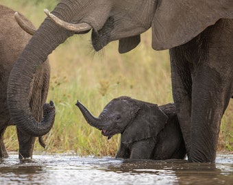 Mother and Baby Elephant, Wildlife Photography, Safari Nursery Animal Photo Print, Nature Wall Art, Lauren Pretorius Photography | 438