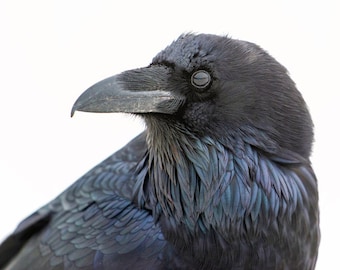 Raven, Wildlife Photography, Winter Bird Animal Photo Print, Nature Wall Art, Signed Art Print