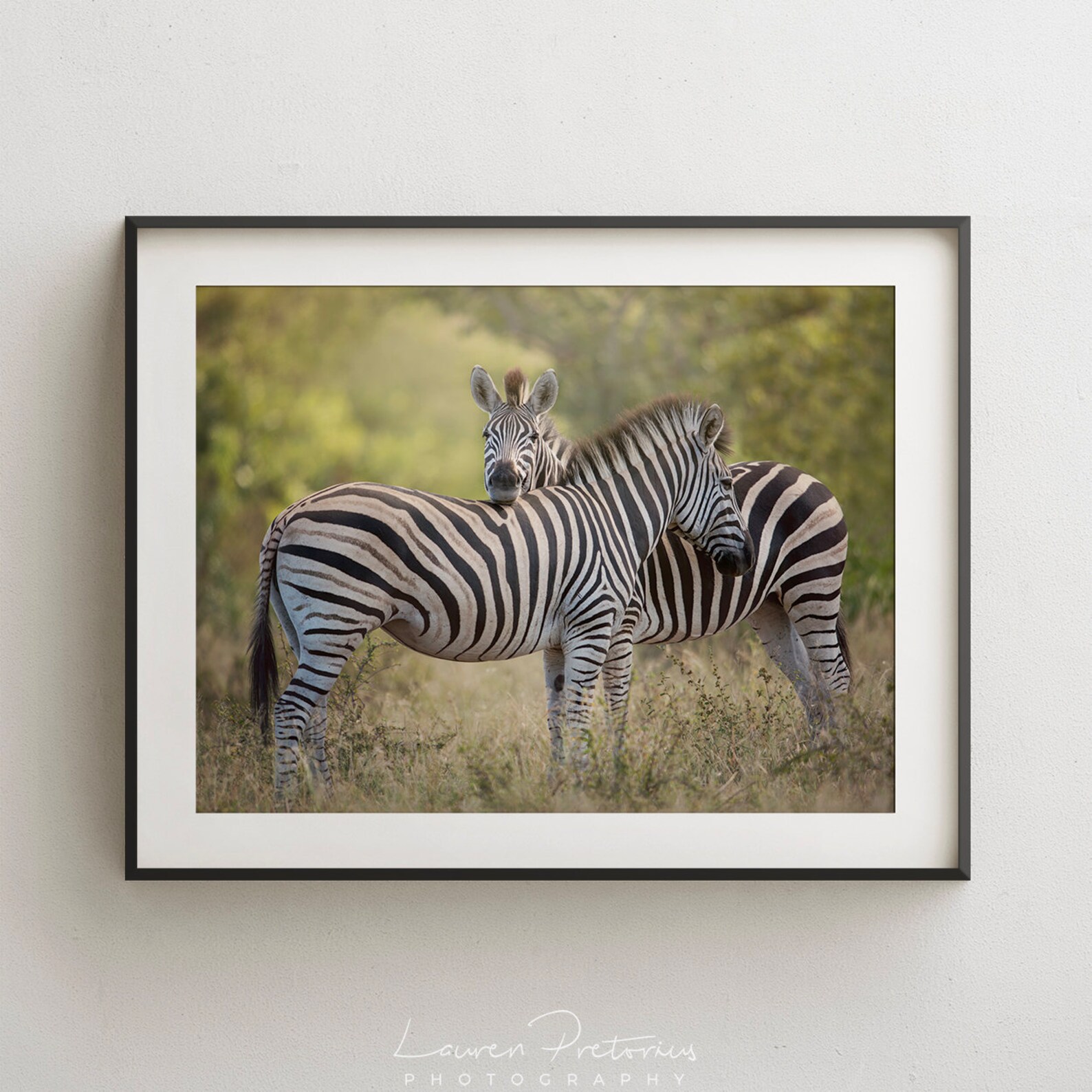 Zebra Hug Wildlife Photography Animal Photo Print Nature | Etsy