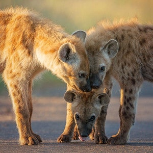 Sunrise Hyena Trio, Wildlife Photography, Animal Photo Print, Nature Wall Art, Signed Art Print