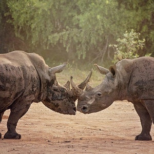 Rinocerontes besándose, fotografía de vida silvestre, impresión fotográfica de animales, arte mural de naturaleza