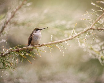 Hummingbird and Dew Drops, Wildlife Photography, Bird Animal Photo Print, Nature Wall Art, Signed Art Print