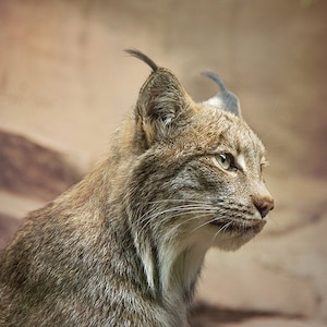 Lynx, Wildlife Photography, Animal Photo Print, Nature Wall Art, Signed Art Print