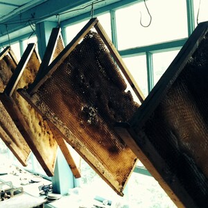 May include: Several wooden frames containing honeycomb wax are hanging from the ceiling. The frames are arranged in a triangular pattern and are illuminated by natural light.