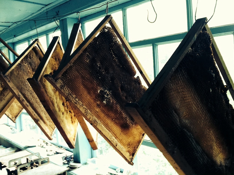 May include: Several wooden frames containing honeycomb wax are hanging from the ceiling. The frames are arranged in a triangular pattern and are illuminated by natural light.