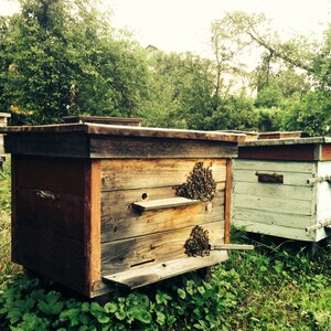 May include: A row of wooden beehives, some painted white, with a few beehives having a honeycomb pattern on the front. The beehives are sitting on a grassy surface.