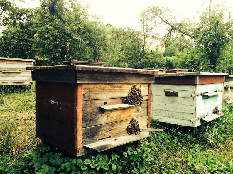 May include: A row of wooden beehives, some painted white, with a few beehives having a honeycomb pattern on the front. The beehives are sitting on a grassy surface.