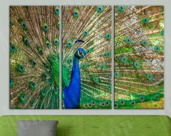 Peacock Canvas Print, Colour Peacock painting, Bright Bird Decor