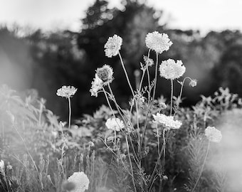 Wildflower Field Print, photography art print, digital download photo, summer photography print, flower print, black and white print