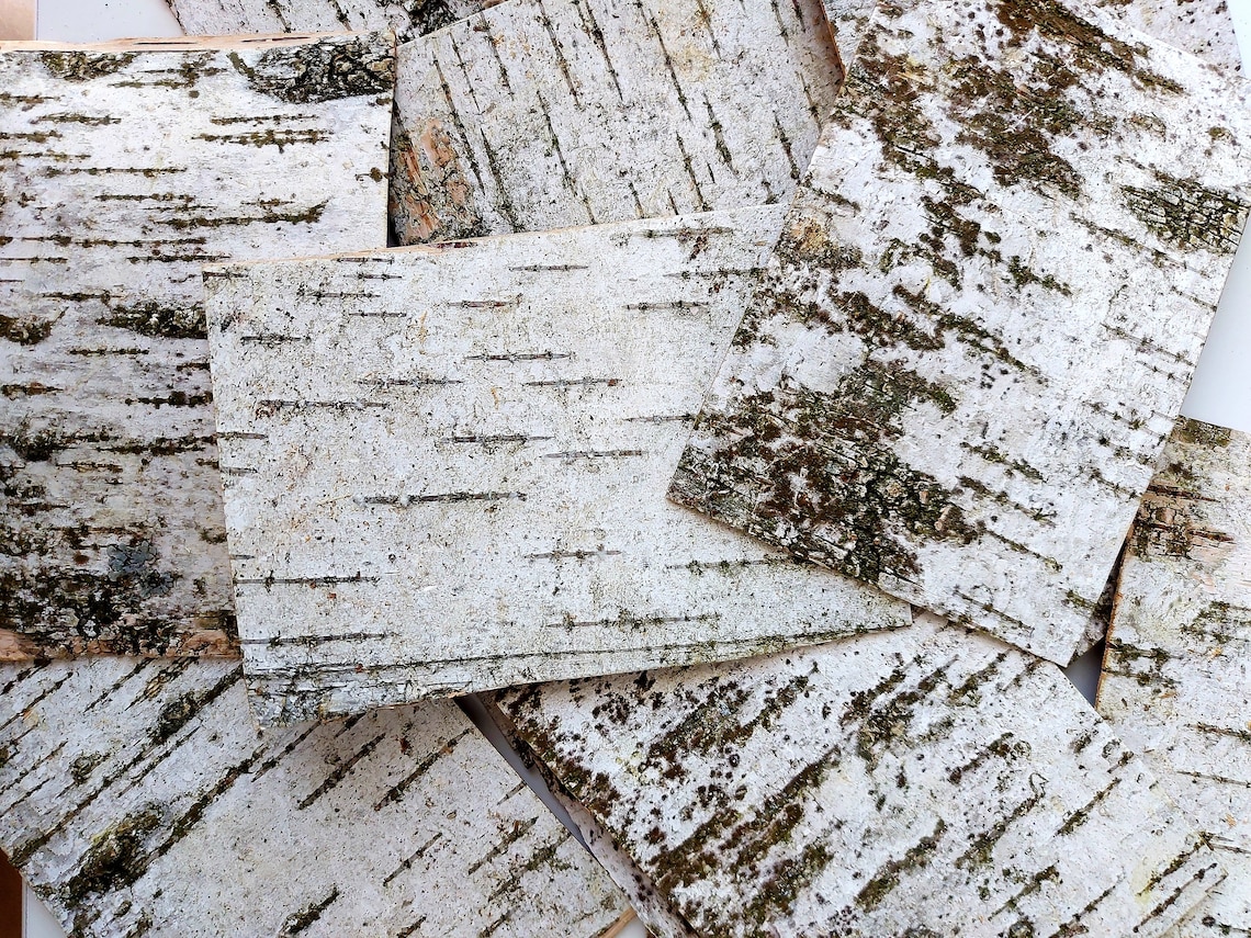 3 Birch Bark Sheets 3.4х 5.9 Birch Bark Etsy