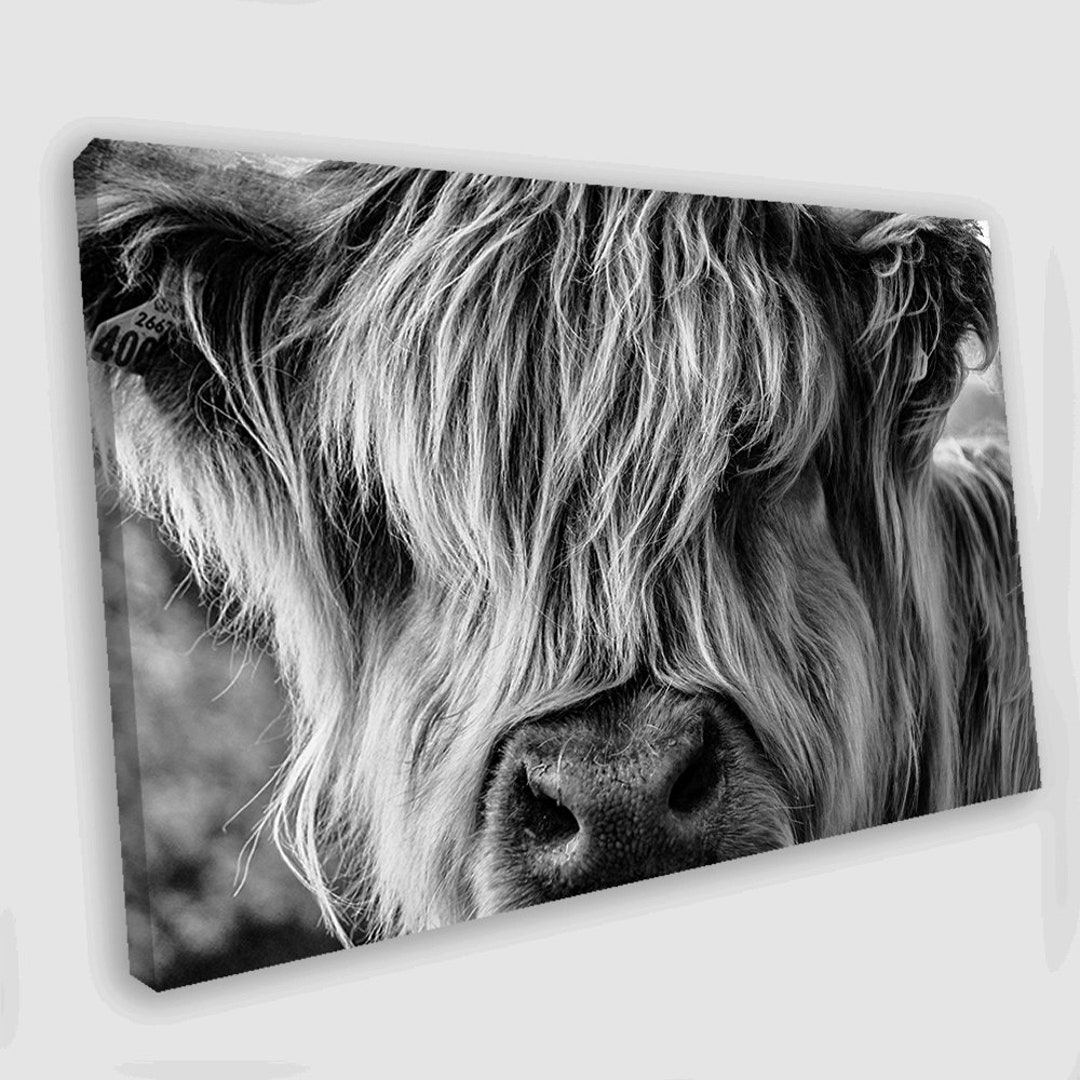 Highland Cow Canvas Art Highland Cow Canvas Wall Art Highland Etsy