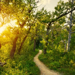 Forest Wall Art - Canvas Print - Beauty Of Nature -  Forest Path At Sunset - Beautiful Scene - Sunlight In Green Forest Woods - Wall Decor -