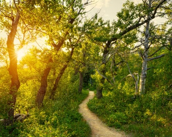 Forest Wall Art - Canvas Print - Beauty Of Nature -  Forest Path At Sunset - Beautiful Scene - Sunlight In Green Forest Woods - Wall Decor -