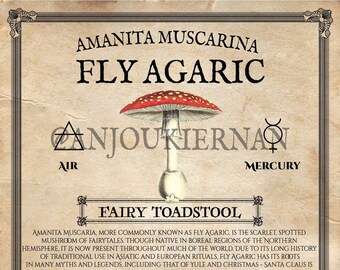 Fliegenpilz Grimoire Seite ~ Giftpflanze druckbare PDF digitaler Download für magische Kräuter ~ unheilvolle Pflanzen für arane Magie und Kräuterkunde