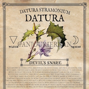 DATURA Grimoire Page ~ Poison Plant Printable PDF Digital Download for Magical Herbs ~ Baneful Plants for Arcane Magick and Herbology