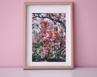 Lámina de París, Fotografía de flores de cerezo, Arte mural de primavera