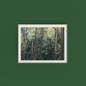 Bali Print - Jungle Photography Print - Monkey Photo