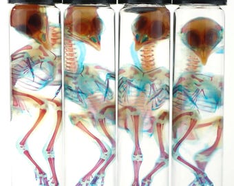 Könnte beinhalten: Vier transparente Glasfläschchen mit schwarzen Deckeln, die jeweils ein gefärbtes Skelett eines kleinen Tieres enthalten. Die Skelette sind in Rot-, Blau- und Brauntönen gefärbt und zeigen die Knochenstruktur. Die Fläschchen sind auf weißem Hintergrund angeordnet.