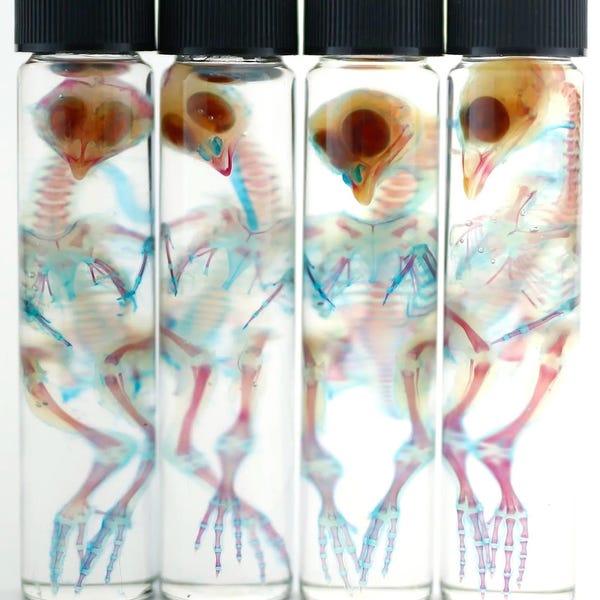 Quaglia giovane morbida a macchia intera in fiala extra alta