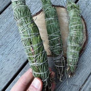 Pinus Sylvestris Stick for Smudging Ritual - Rookstick dennen