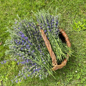 Petit bâton d'hysope fait main pour un rituel de purification Bâtonnet de purification d'Hyssopus Officinalis Encens aux herbes Parfums naturels image 6