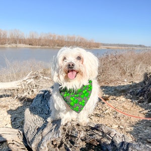 May include: A white dog wearing a green and black shamrock bandana sits on a weathered log. The dog is outdoors with a body of water and trees in the background. The dog is smiling with its tongue out.