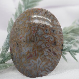 Polished Cabbed Dinosaur Bone, Fossil dino bone cabochon