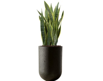 Planta de serpiente Sansevieria Trifasciata en maceta alta de hormigón - Dracaena purificadora de aire vivo - Planta de casa interior / exterior con jardinera