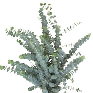 Fresh Wholesale Baby Blue Eucalyptus [wedding, greenery, home decor, arrangements, gift, filler, bridal, boho, wholesale, Christmas]