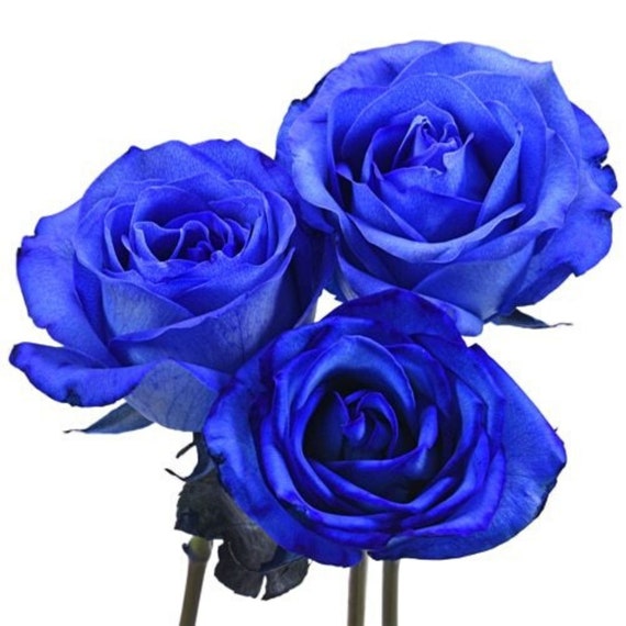 Blue Tinted Rose Bouquet with Silver Glitter 12-Stem