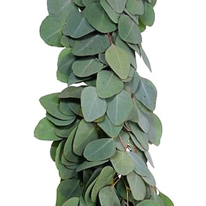 Fresh Wholesale Silver Dollar Eucalyptus Garland [wedding, bride, home decor, arrangement, Christmas, events, filler, greenery, wholesale]