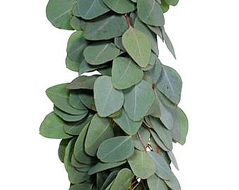 Fresh Wholesale Silver Dollar Eucalyptus Garland [wedding, bride, home decor, arrangement, Christmas, events, filler, greenery, wholesale]