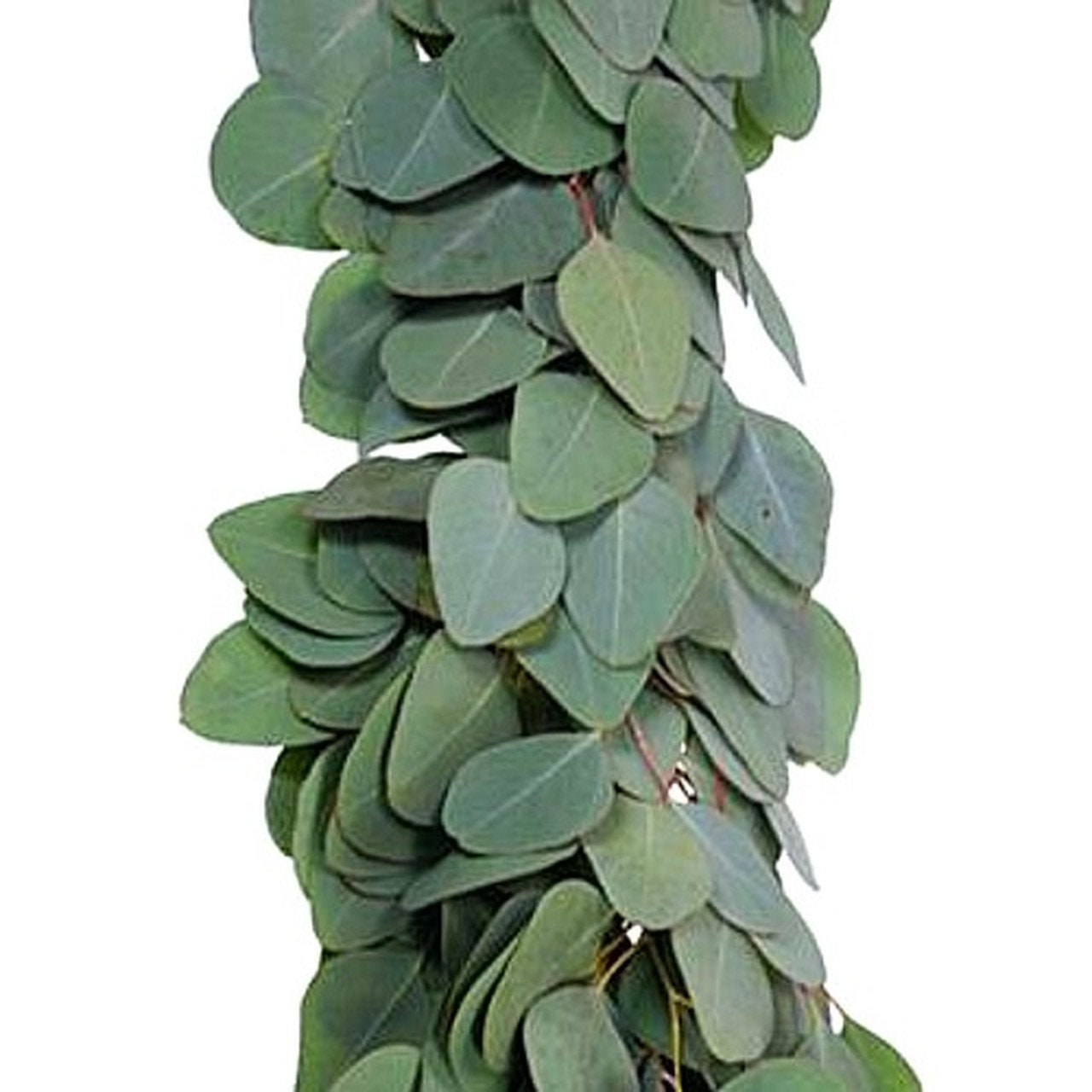Fresh Wholesale Silver Dollar Eucalyptus Garland wedding, Bride, Home