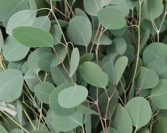 Fresh Eucalyptus Silver Dollar [wholesale, Christmas, greenery, wedding, bridal, filler, boho, home decor, gift, arrangements, events]