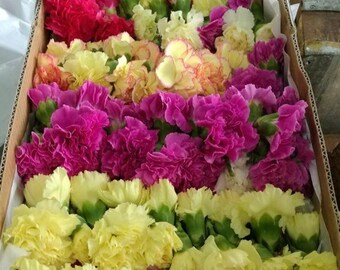 Fresh Carnation Heads | Home Decor Carnation | Wedding Carnation Heads | College Flowers | Flowers for Decoration | Carnation Flowers