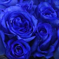 Fresh Blue Roses | Wholesale Tinted Roses | Wedding Roses | Fresh Roses Gift | Party Roses | Roses for Her | Flowers Gift for Her product logo